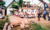 Đại gia Tây Nguyên và đám ma voi hiếm có