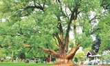 Cặp long não trên 80 tuổi thành cây di sản Việt Nam