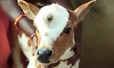 Kì lạ con bê có 3 mắt