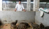 Anh Nguyễn Văn Giang bên đàn lợn rừng mới sinh của gia đình