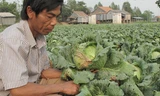 Ông Tâm giữa ruộng bắp cải không bán được. Ảnh: Thanh Hải