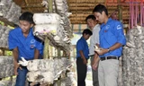 Đoàn viên, thanh niên tham quan mô hình trồng nấm của anh Luận