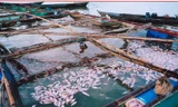 Làng cá bè hủy hoại nguồn nước sinh hoạt