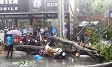 [ẢNH] Hiện trường cây xanh đè chết người giữa Sài Gòn
