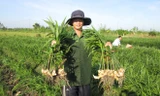 Nông dân miền Tây trúng đậm mùa gừng