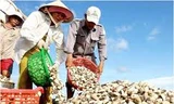 Trà Vinh lợi nhuận cao từ nuôi nghêu