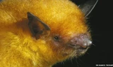 Phát hiện loài dơi có màu vàng ánh kim kỳ lạ nhất hành tinh