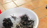 Đi chợ côn trùng, ăn thịt nhện ở xứ chùa Tháp 