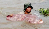 Săn cá khủng giá hàng chục triệu đồng ở miền Tây