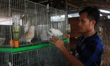 Anh Nguyễn Văn Phúc bên những chú chim cu gáy, thứ chim đã mang lại cho anh tiền tỷ.