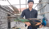 Kiếm tiền tỷ nhờ nuôi chim công