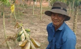  Nông dân Nguyễn Văn Luân bên vườn đu đủ thất thu vì thiếu nước 