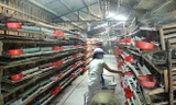 Thành triệu phú nông dân nhờ nuôi chim cút