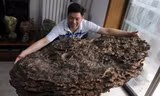 Anh Thôi Liên Bình và cây nấm.