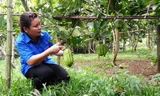 Nữ Phó Bí thư Đoàn Phạm Thị Xuyến bên vườn phật thủ trĩu quả.