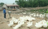 Mô hình trang trại vịt của anh Nguyễn Hữu Tình