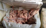Chim bồ câu đã qua sơ chế đựng trong các thùng đông lạnh