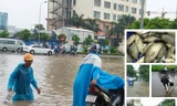 Bắt cá, lội nước trên đường phố Hà Nội