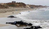 Chìm tàu ở Libya, hàng trăm người di cư thiệt mạng