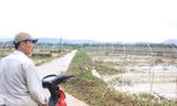 Nước rút, ruộng rau Tết tan hoang