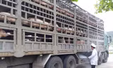 Đà Nẵng xuất hiện dịch tả lợn châu Phi
