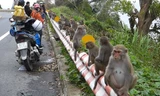 Khỉ Sơn Trà kéo nhau ào xuống đường giành giật thức ăn
