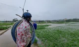 Nước bủa vây vùng rau lớn nhất Đà Nẵng sau mưa kéo dài, 'bà con không kịp trở tay'