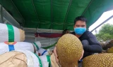 Mít quay đầu từ Lạng Sơn xuất hiện trên nhiều tuyến phố Hà Nội