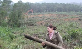 Ngang nhiên tàn phá rừng phòng hộ