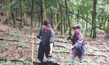 Trần Hoàn và Trần Hảo (cầm máy) giữa vùng sâm 100 ha
