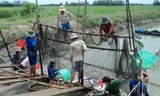 Cơ hội cho người nuôi cá tra đã đến?