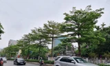 Công ty Công viên Cây xanh Hà Nội vừa thay thế hàng phong lá đỏ bằng bàng lá nhỏ trên phố Nguyễn Chí Thanh vào tháng 4/2021