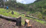 Rừng phòng hộ bị triệt hạ