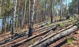 Cưa hạ hàng trăm cây thông, đào hố phi tang để chiếm đất