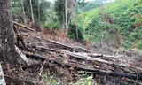 Kẻ chủ mưu phá rừng bị bắt, chủ dự án bị thu hồi hơn 104ha đất 