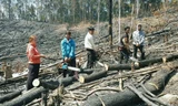 Người đàn bà thuê nhóm đối tượng phá rừng phòng hộ tại Lâm Đồng