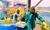 Ngư dân 'bỏ túi' hàng chục triệu sau vài giờ vươn khơi ngày cuối năm
