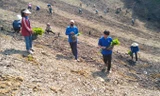 Đoàn viên thanh niên giúp gia đình khó khăn trồng hàng vạn cây trên rừng