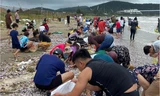 'Lộc biển' dạt vào bờ, người dân Cửa Lò phấn khởi mang bao tải ra nhặt