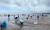 'Lộc biển' dạt trắng bờ, dân ra nhặt từng tải về ăn