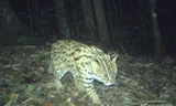 Lần đầu phát hiện loài mèo báo trong sách đỏ tại Khu Dự trữ sinh quyển thế giới