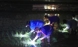 Nông dân chong đèn cấy lúa đêm trong rét buốt, kiếm 700 nghìn đồng 1 ngày công