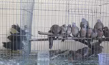 Sinh viên tử vong vì cúm gia cầm A/H5N1 từng đi bẫy chim hoang dã