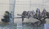 Sinh viên tử vong vì cúm gia cầm A/H5N1 từng đi bẫy chim hoang dã