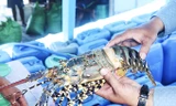 Lý do tôm hùm bông ở Khánh Hòa chết hàng loạt