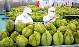 Xuất khẩu rau quả đạt kỷ lục, sầu riêng xứng danh 'vua trái cây'