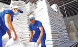 Lý do giá gạo xuất khẩu Việt Nam đột ngột giảm mạnh