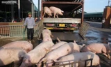 Giá lợn hơi tăng cao nhất trong 2 năm 
