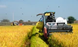 Giá lúa giảm mạnh giữa mùa thu hoạch, đề xuất Chính phủ mua tạm trữ hỗ trợ nông dân