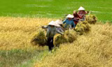 Lúa Hè Thu chưa thu hoạch xong, nông dân lại lo vụ Thu Đông